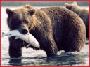 Bear & Fish